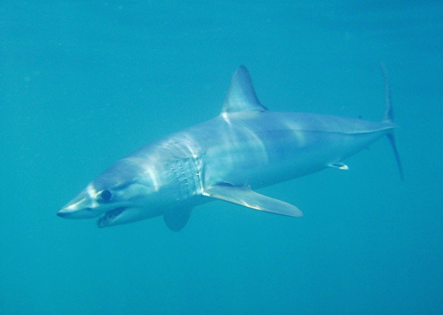 Mako Shark